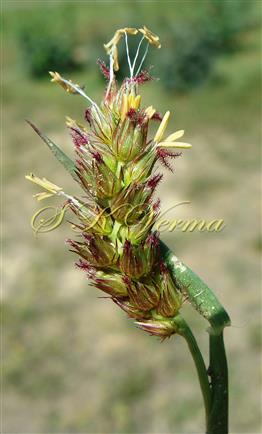 Inflorescence